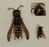 Polistes sp.